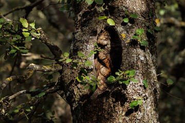 Oquedad profunda en la corteza rugosa y oscura de la encina centenaria donde la vida del bosque encuentra refugio, Parque natural Font Roja de Alcoy, España