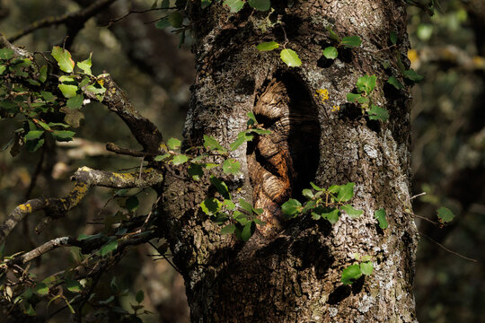 Oquedad profunda en la corteza rugosa y oscura de la encina centenaria donde la vida del bosque encuentra refugio, Parque natural Font Roja de Alcoy, Espa&ntilde;a