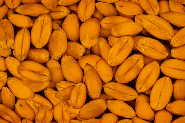 Golden corn kernels covering the entire image