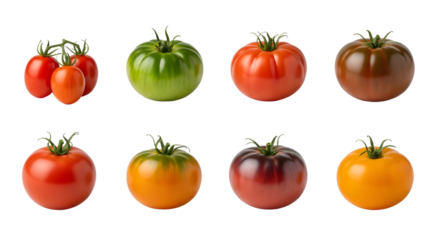 Variety of colorful heirloom tomatoes isolated on white background, fresh organic vegetables perfect for cooking and gardening projects