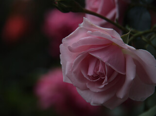 6月に美しく咲いたピンク色のバラ「ホーム&ガーデン」