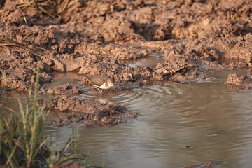 Environment of a Lake