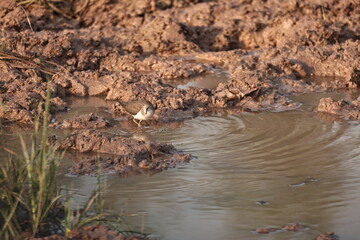 Environment of a Lake