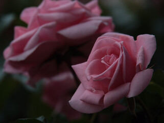 6月に美しく咲いたピンク色のバラ「ホーム&ガーデン」