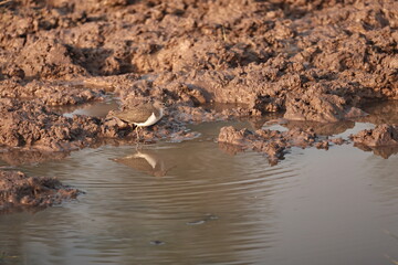 Environment of a Lake
