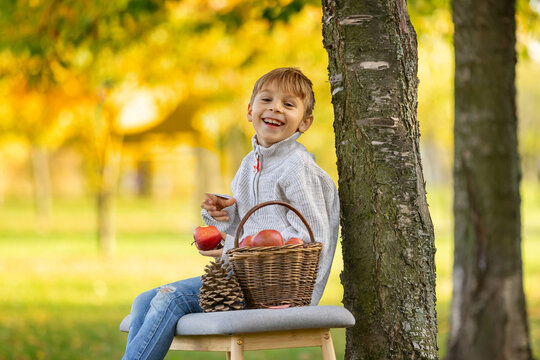 Adorable little child, boy in park on autumn day, beautiful sunny day, basket with apples