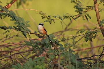 Long tailed Shrike