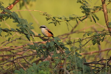 Long tailed Shrike