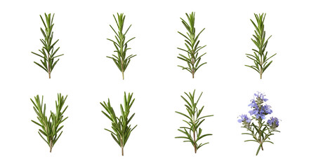 Naklejka premium Different types of fresh rosemary sprigs with one flowering rosemary plant isolated on white background, perfect for culinary and herbal usage