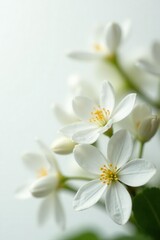 Delicate jasmine blossoms, pure white petals on stark white backdrop , blossom, floral design