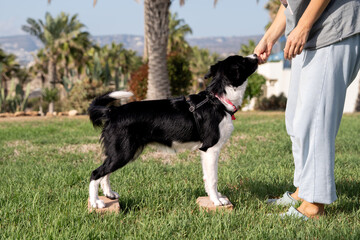 Black and white puppy border collie standing with balance on small wooden blocks on green grass during a sunny training session. The trainer gives the dog a treat, food reinforcement

