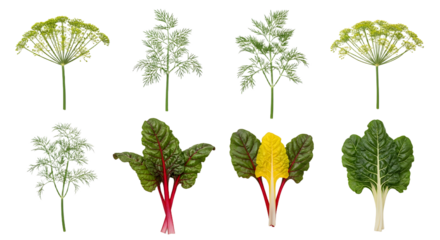 Fresh green and red leafy vegetables assortment isolated on white background, perfect for healthy cooking and meal preparation