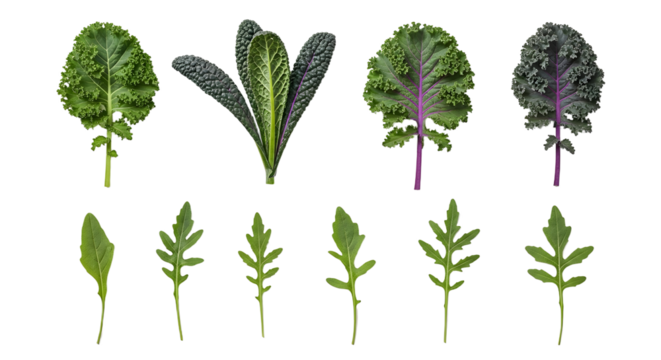 Fresh assortment of kale and arugula leaves isolated on white background, healthy green vegetables for cooking and salads