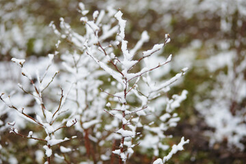 Thin plant stems dusted with snow in early spring, highlighting fragility of new growth during a cold spell