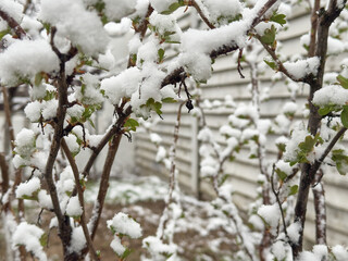 Bush covered in snow and fresh green leaves during a spring freeze in a suburban yard