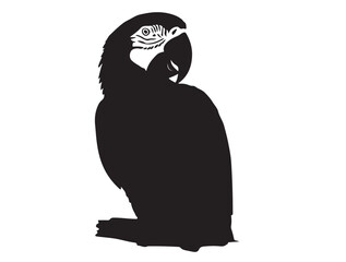 Macaw Shape icon in silhouette white background.