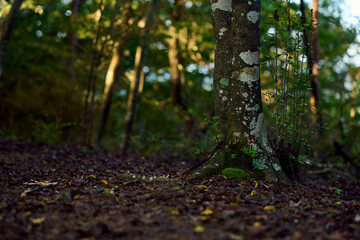 夕方の森の風景