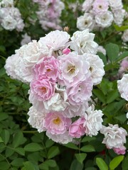 pastel bush roses