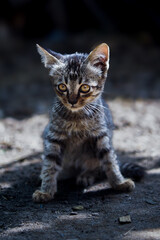 Fototapeta premium A lonely street hungry kitten of a beautiful tiger color of gray-black misses the street in search of a host and food
