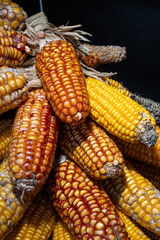 Close-up of freshly harvested corn cobs