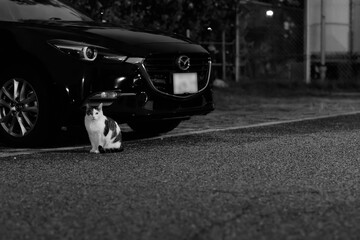 車の脇に佇むネコ