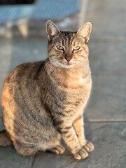 portrait of a cat