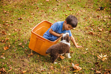 Little boy sitting in an orange plastic box on grass playing with an Australian Shepherd puppy, joyful outdoor scene with autumn leaves in park