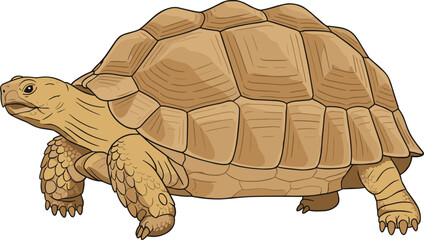 Detailed Handdrawn Sulcata Tortoise Reptile Walking Animal Illustration