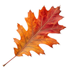 Obraz premium Exploring the beauty of an autumn oak leaf isolated against a pure white backdrop