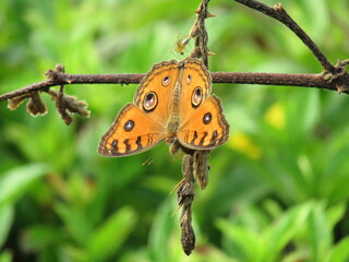 butterfly on leaf