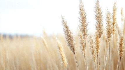 Fototapeta premium Golden grass sways gently in soft wind, creating serene natural landscape