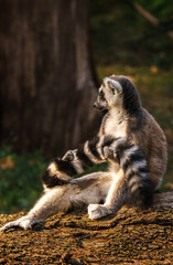 Obraz premium Ring-tailed lemur relaxing on a tree trunk in warm sunlight with striped tail curled around its body