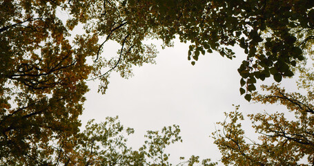 View from the bottom up on the trees in autumn and the wind blowing the crowns. Golden autumn landscape in the forest.