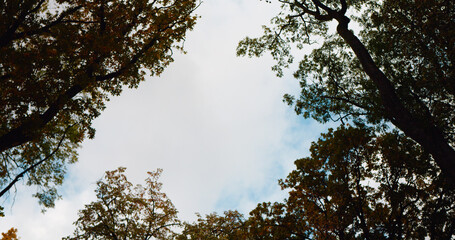 Looking up in the park to the crowns of the trees in the autumn and the wind blowing the crowns. Golden autumn landscape in the forest, tranquil natural background with trees moving in the wind.