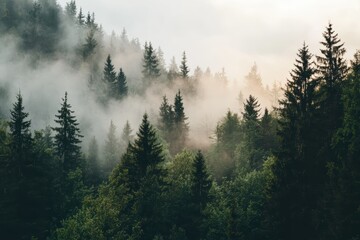 Misty Morning Over the Evergreen Forest: A Serene and Enigmatic Nature Scene Unveiling its Beauty