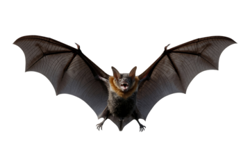 A menacing bat in flight with dark wings isolated on transparent background