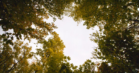 Rotating camera shot a bottom up view in the forest. Positive emotions taken from nature.
