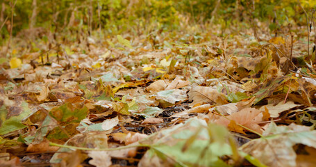 View of multicolored leaves lay on the park ground during autumn time during sunny day. Multicolored carpet of leaves.