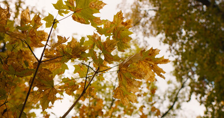 Close up leaves on branches almost decomposed while still on trees. Beautiful autumn scenery shot from a forest.
