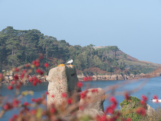 seagull at rebeurden