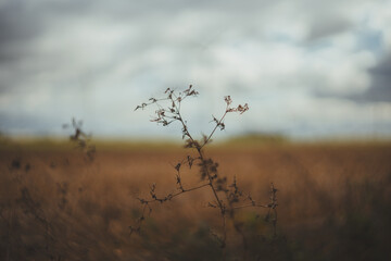 Close-up of a single wild plant growing in a sunny field. Natural light and soft focus create a calm, organic atmosphere. Concept of nature, growth, and serenity in a rural landscape.