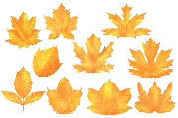 set of autumn leaves