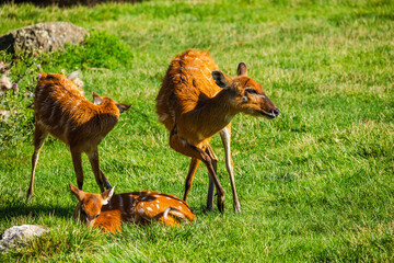 Three young antelopes grazing and resting on green grass in bright sunlight, surrounded by natural vegetation in a peaceful outdoor setting
