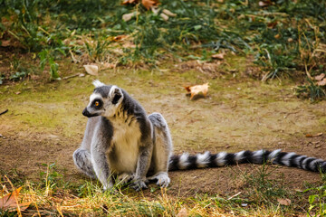 Obraz premium Ring-tailed lemur sitting on grass and dry ground looking sideways with its long striped tail stretched behind