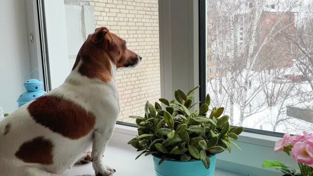 Cute Jack Russell Terrier dog looking out a window at home.