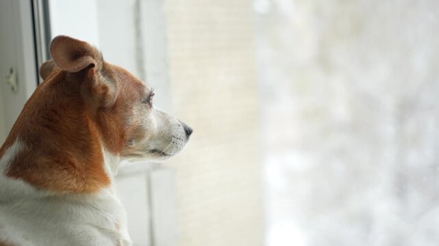 Cute Jack Russell Terrier dog looking out a window at home.