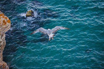Obraz premium Seagull flying over turquoise coastal waters near a rocky cliff, wings spread as it glides effortlessly above the sea.