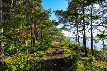 Forest trail on top of the Panga Cliffs on the north coast of the Estonian island of Saaremaa in the Baltic Sea
