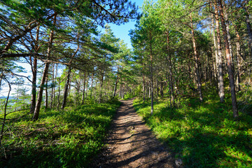 Forest trail on top of the Panga Cliffs on the north coast of the Estonian island of Saaremaa in the Baltic Sea