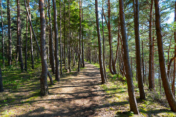 Forest trail on top of the Panga Cliffs on the north coast of the Estonian island of Saaremaa in the Baltic Sea